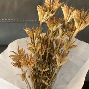 Dried flower bunch from Magnolia